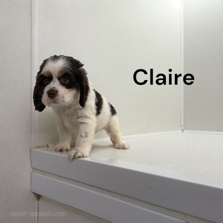 puppy, for, sale, Cocker Spaniel, Joe & Cherri  Overlease, dog, breeder, Miller, MO, dog-breeder, puppy-for-sale, forsale, nearby, find, puppyfind, locator, puppylocator, aca